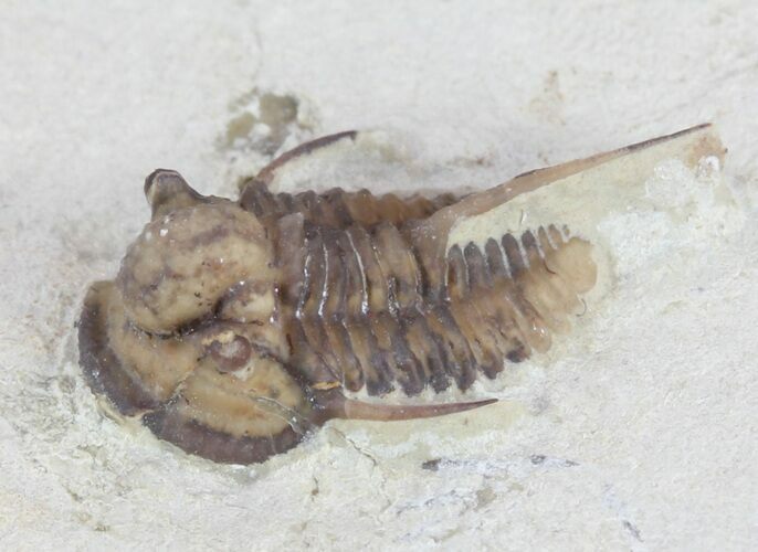 Scare Cyphaspis Trilobite - Black Cat Mountain, Oklahoma #61692